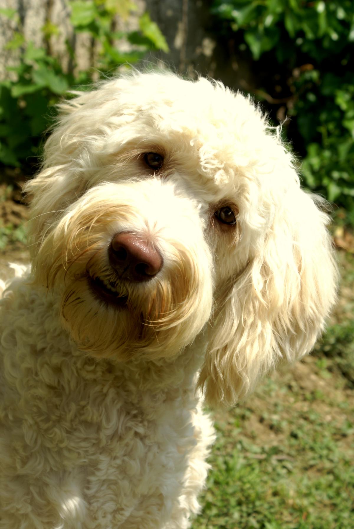 australian labradoodle
